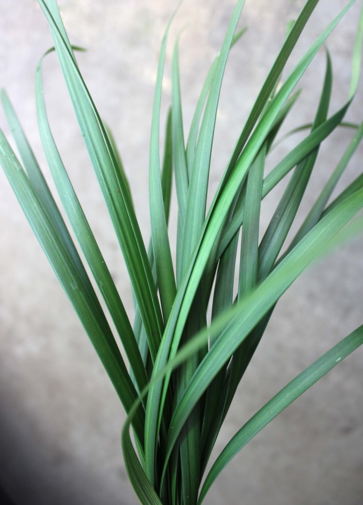 Lily Grass Stevens and Son Wholesale Florist