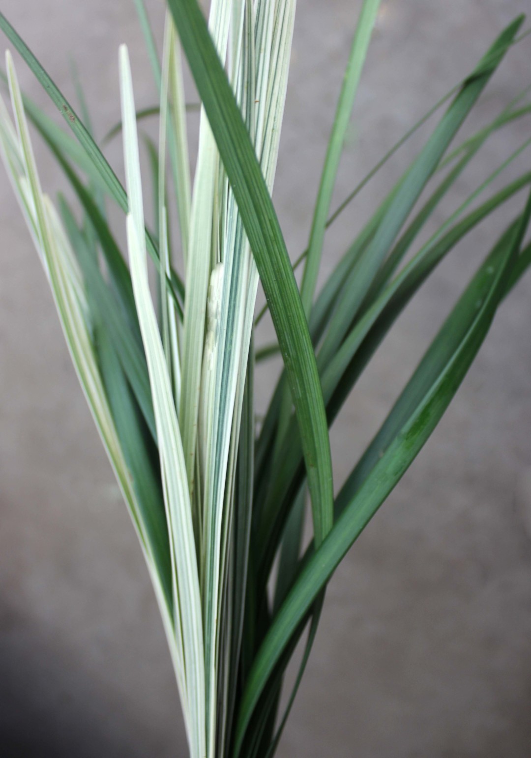 Lily Grass Stevens and Son Wholesale Florist