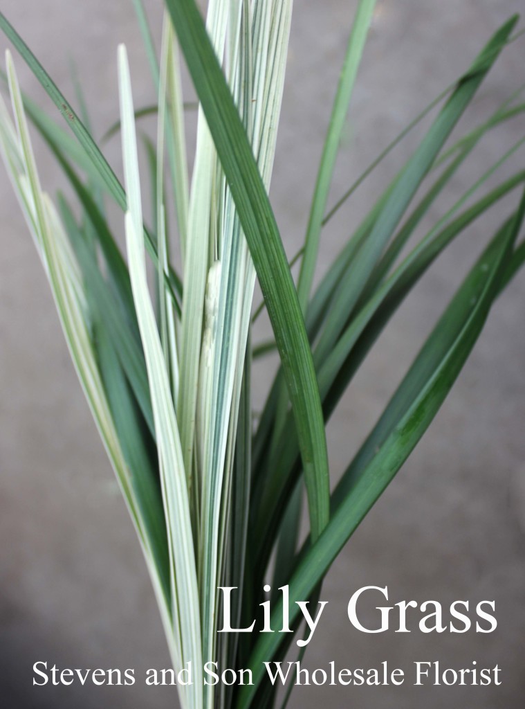Lily Grass - Photo Credit Allison Linder