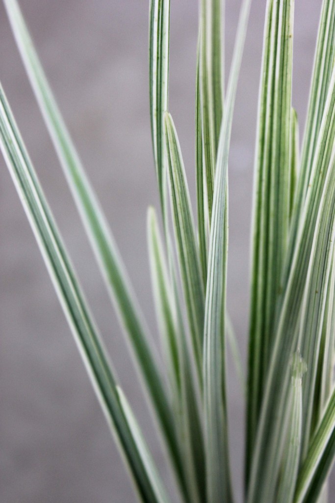 Lily Grass - Variegated - Photo Credit Allison Linder