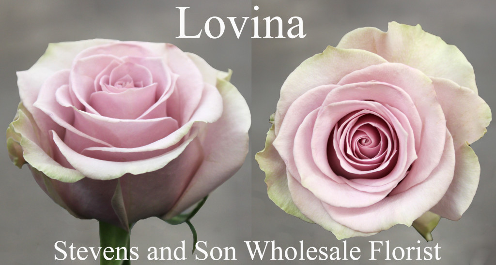 Lovina - Photo Credit Allison Linder