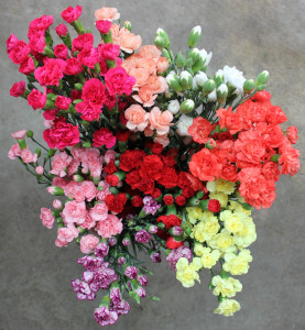 Mini Carnations - Aerial - Photo Credit Allison Linder