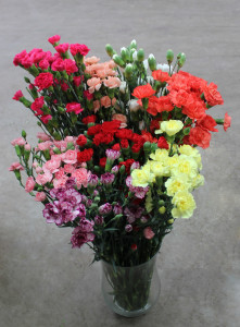 Mini Carnations - Side - Photo Credit Allison Linder