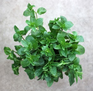 Mint - Aerial - Photo Credit Allison Linder