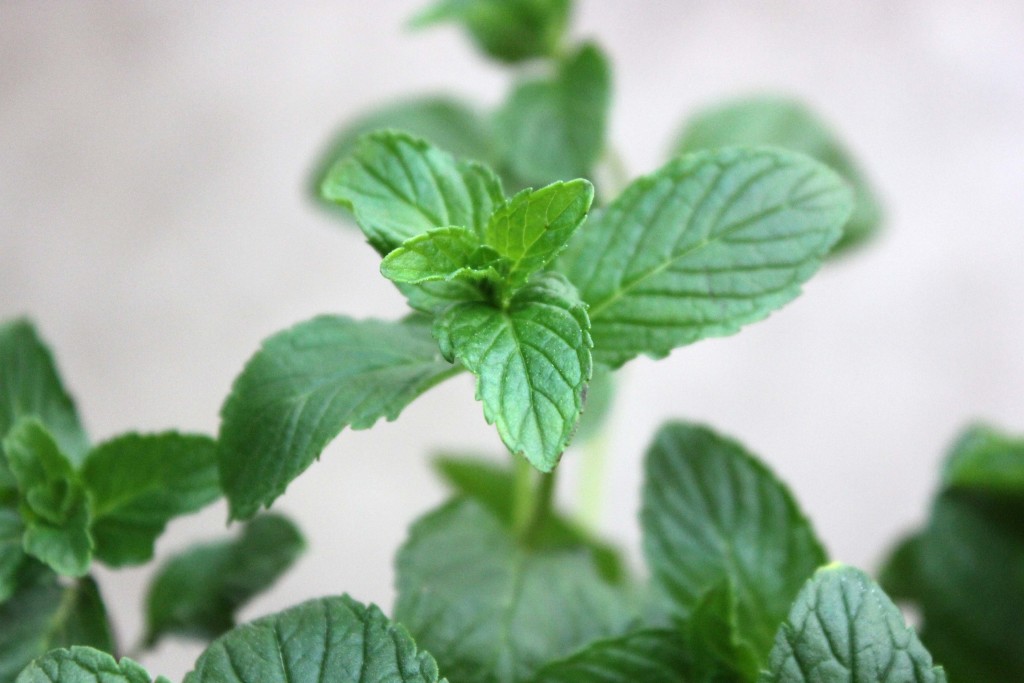 Mint - Detail - Photo Credit Allison Linder