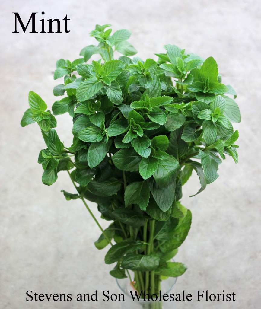 Mint - Photo Credit Allison Linder