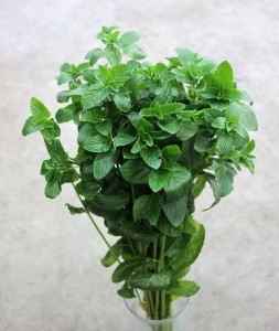 Mint - Side - Photo Credit Allison Linder