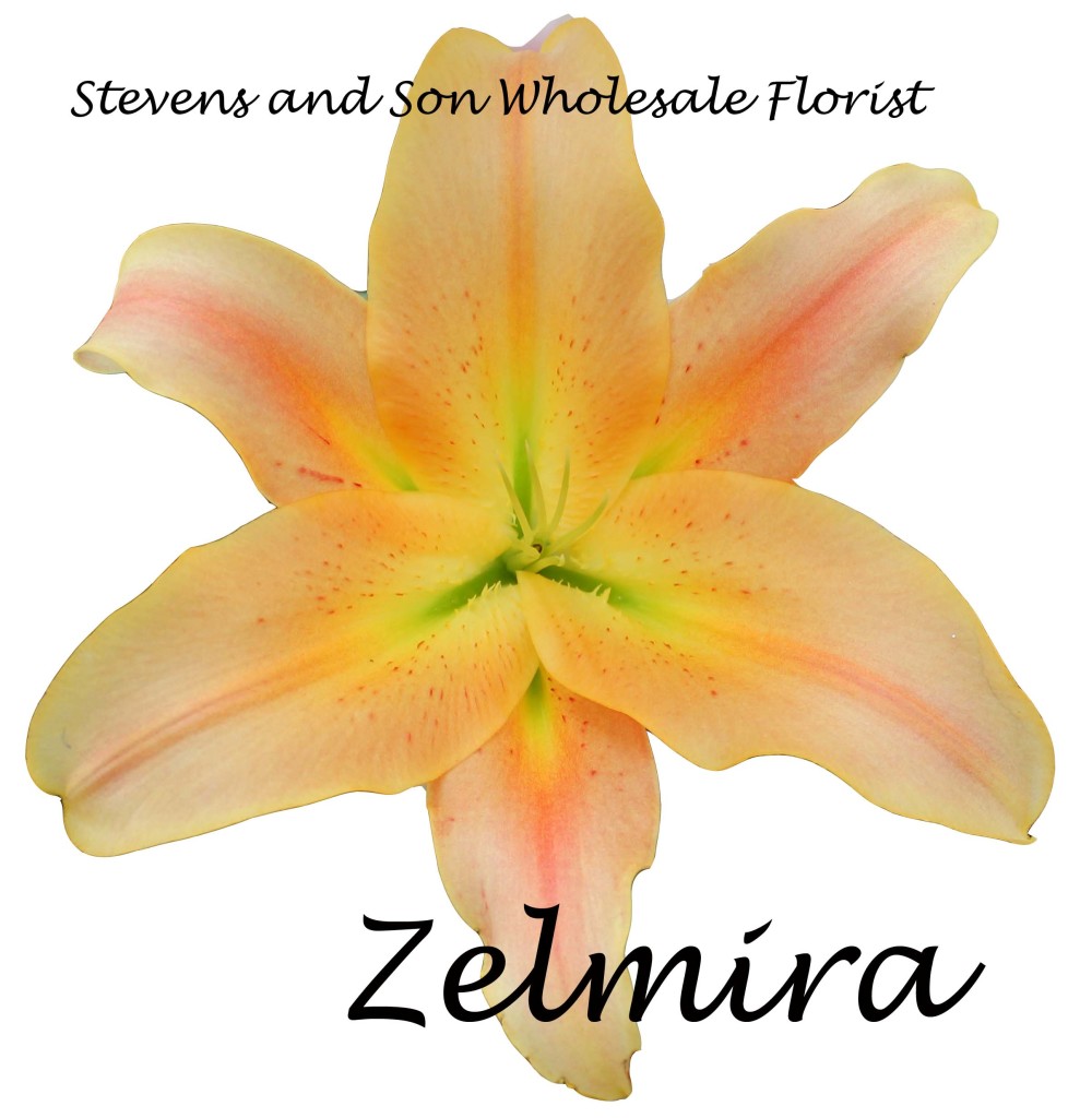 Oreintal Lily - Zelmira - Photo Credit Allison Linder