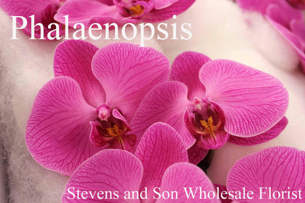 Phalaenopsis Orchid - Photo Credit Allison Linder