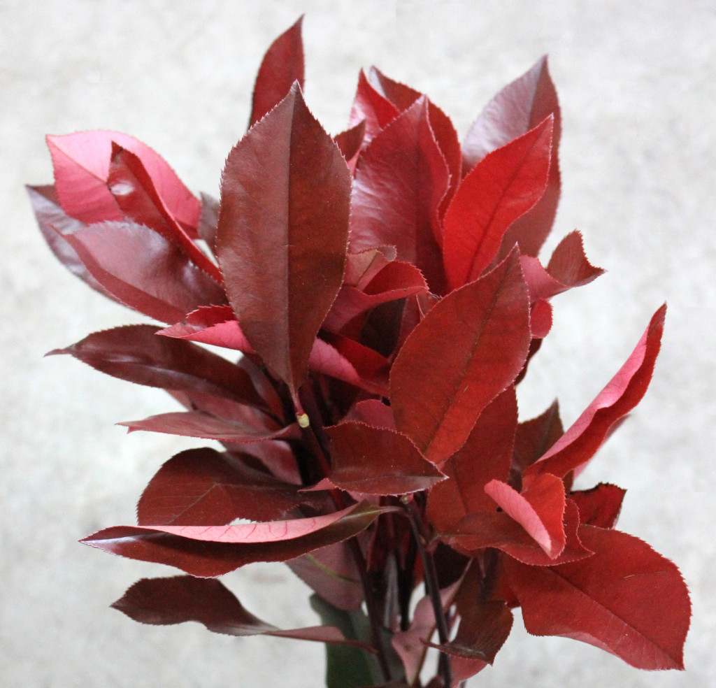 Photinia - Aerial - Photo Credit Allison Linder