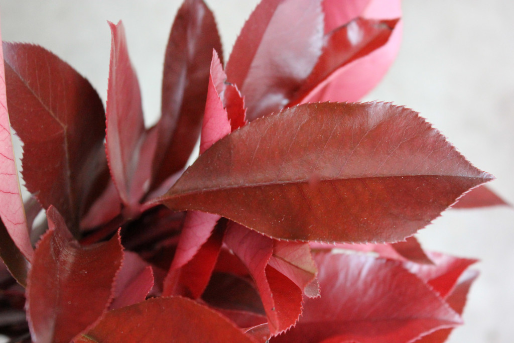 Photinia - Detail - Photo Credit Allison Linder