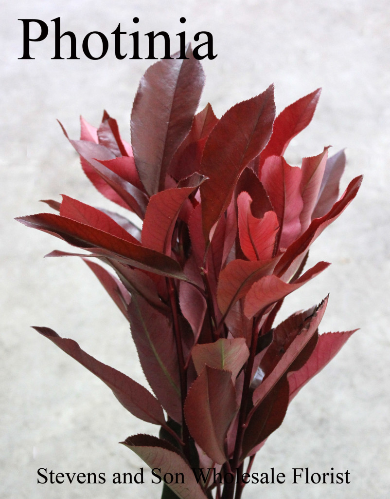 Photinia - Photo Credit Allison Linder