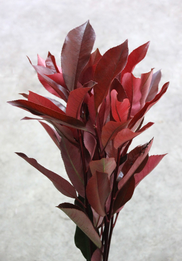 Photinia - Side - Photo Credit Allison Linder