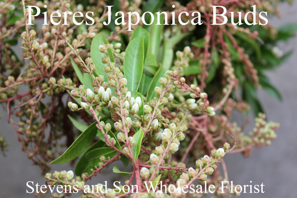 Pieres Japoinca Buds - Photo Credit Allison Linder