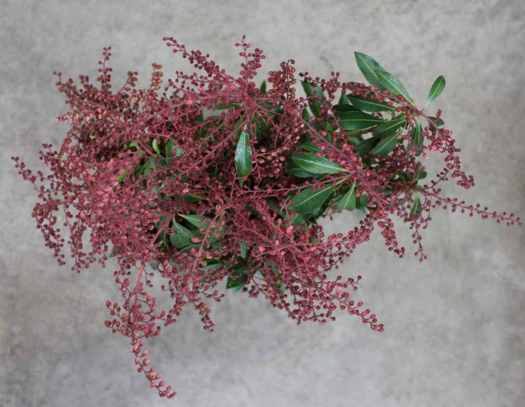 Pieres Japoinca Buds - Red Aerial - Photo Credit Allison Linder