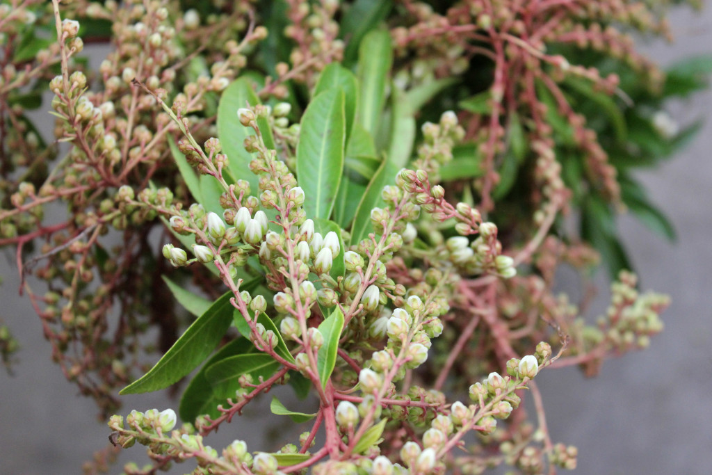 Pieres Japoinca Buds - White Detail - Photo Credit Allison Linder