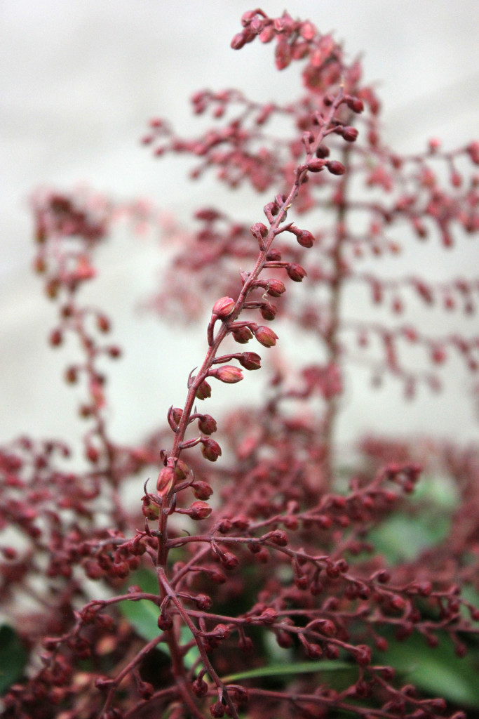 Pieres Japonica Buds - Detail 2 - Photo Credit Allison Linder