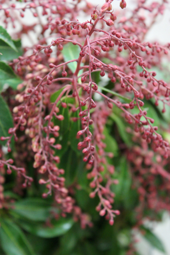 Pieres Japonica Buds - Red Detail - Photo Credit Allison Linder