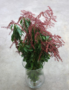 Pieres Japonica Buds - Red Side - Photo Credit Allison Linder