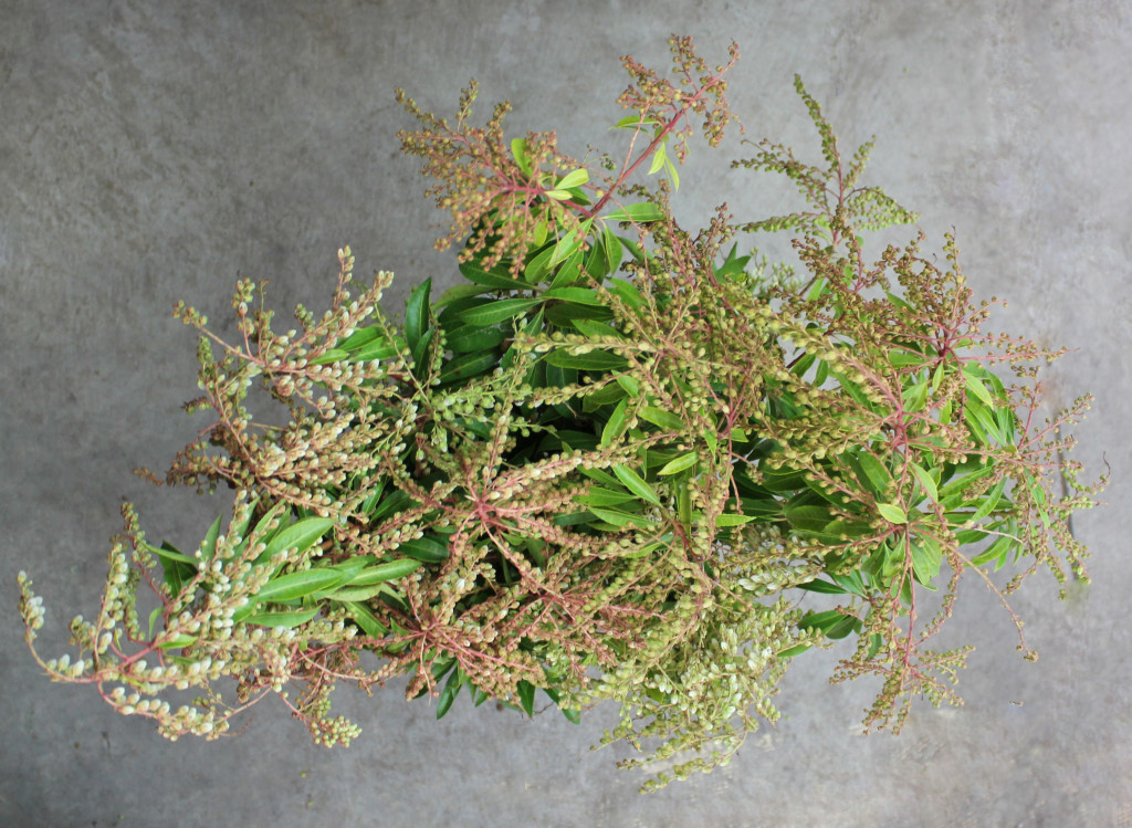 Pieres Japonica Buds - White Aerial - Photo Credit Allison Linder