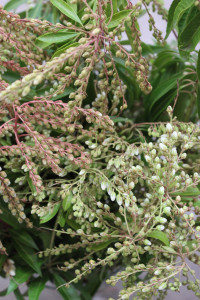 Pieres Japonica Buds - White Detail 2 - Photo Credit Allison Linder