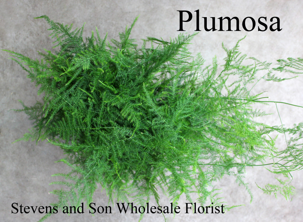 Plumosa - Photo Credit Allison Linder