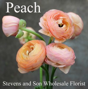 Ranunculus - Peach Coral - Photo Credit Allison Linder