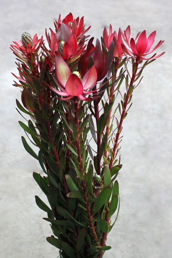 Safari Sunset Spray - Size - Photo Credit Allison Linder