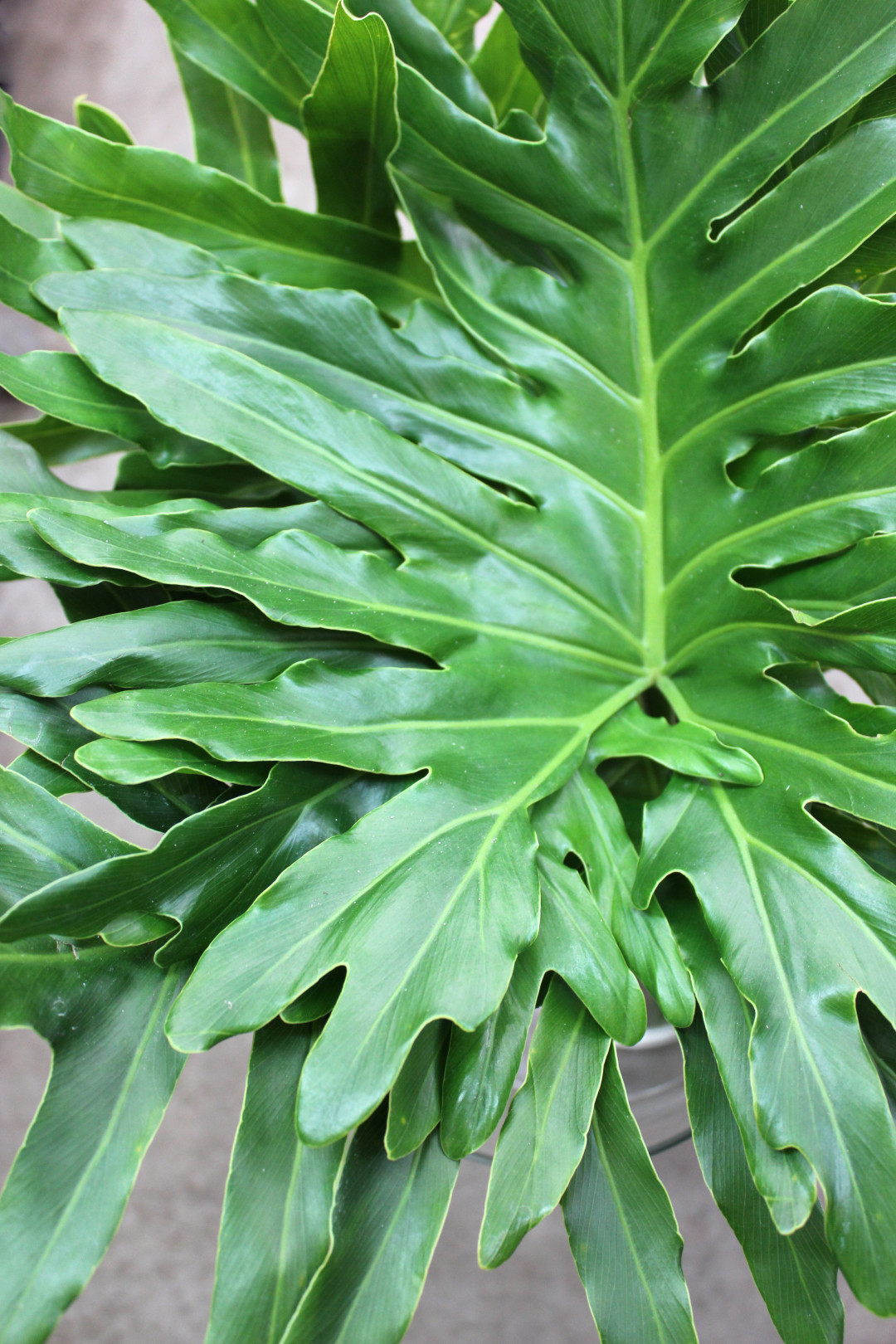 Eriostemon linder allison credit Selloum | Stevens and Son Wholesale Florist