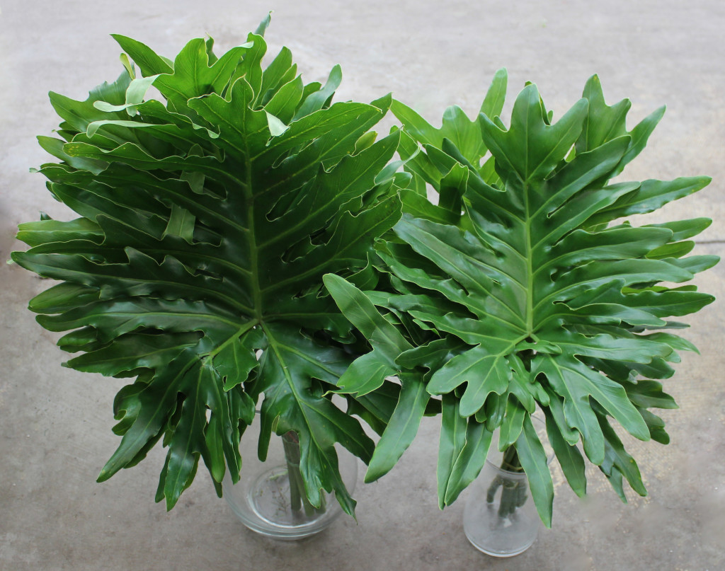Selloum - Medium & Small - Photo Credit Allison Linder