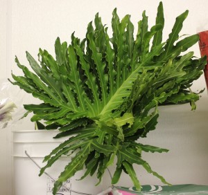 Selloum - Large - Photo Credit Allison Linder