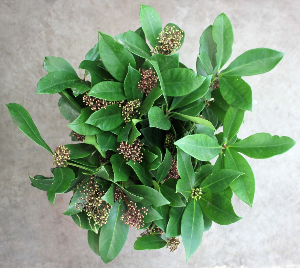 Skimmia - Aerial - Photo Credit Allison Linder