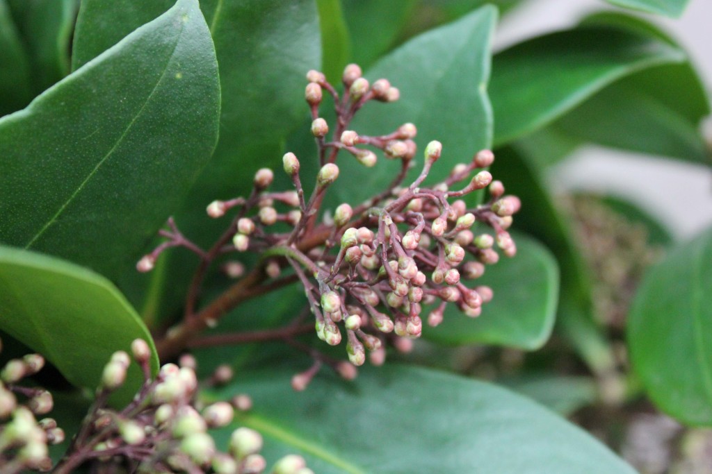 Skimmia - Detail - Photo Credit Allison Linder
