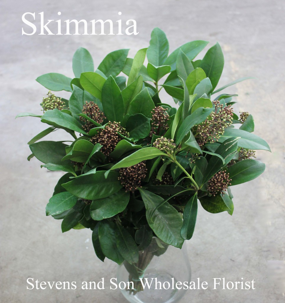 Skimmia - Photo Credit Allison Linder