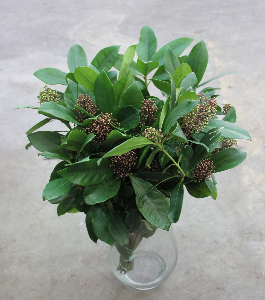 Skimmia - Side - Photo Credit Allison Linder