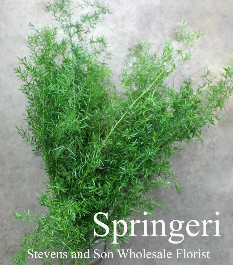 Springeri - Photo Credit Allison Linder
