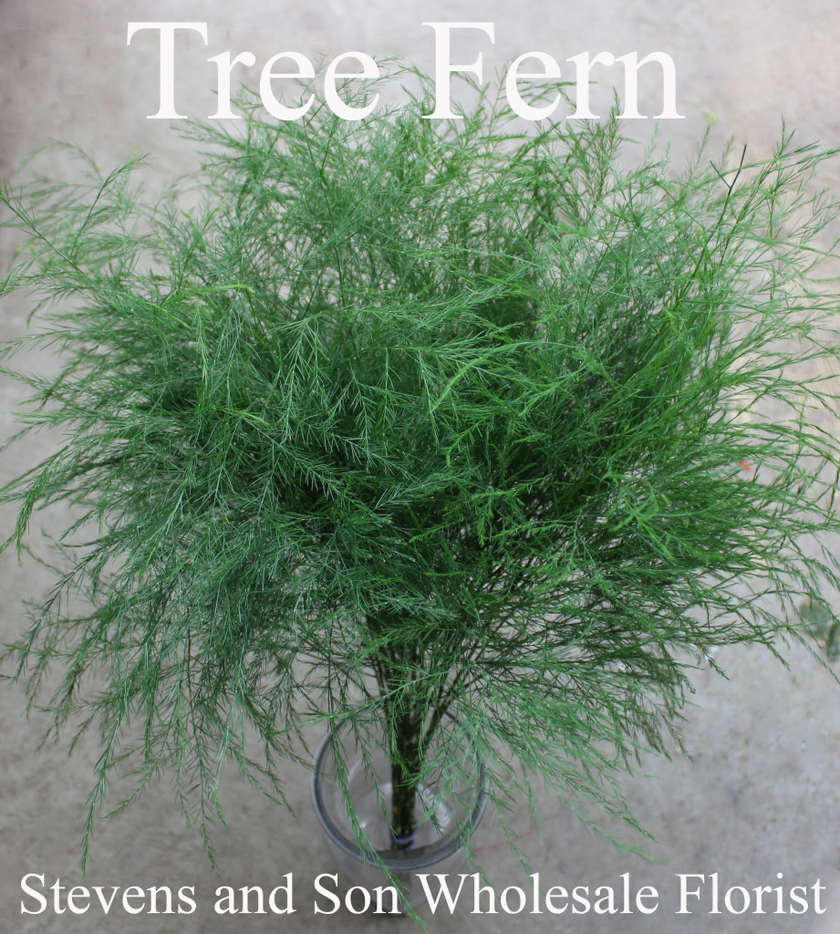 Tree Fern - Photo Credit Allison Linder