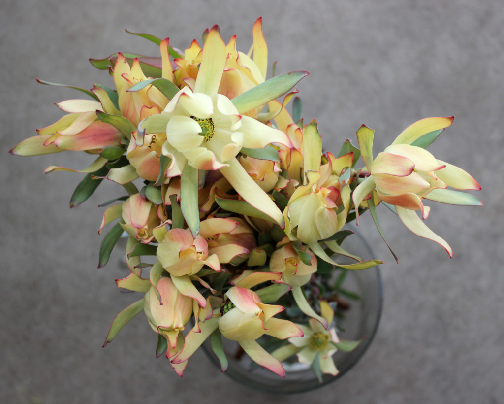 Yellow Leucadendron - Aerial - Photo Credit Allison Linder
