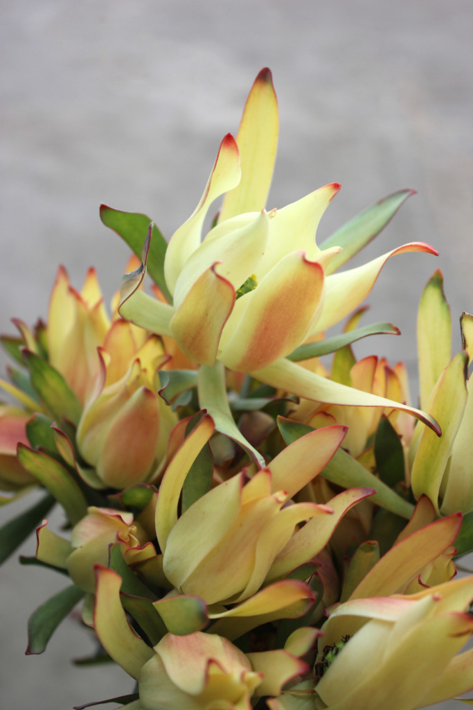 Yellow Leucadendron - Detail - Photo Credit Allison Linder