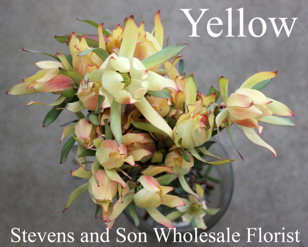 Yellow Leucadendron - Photo Credit Allison Linder