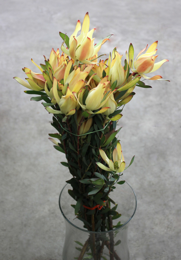 Yellow Leucadendron - Side - Photo Credit Allison Linder