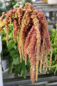 Amaranthus - Coral - Photo Credit Allison Linder