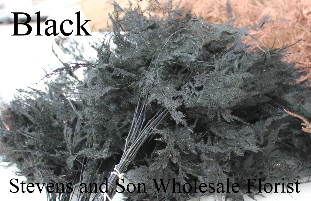 Color Enhanced Plumosa - Black - Photo Credit Allison Linder