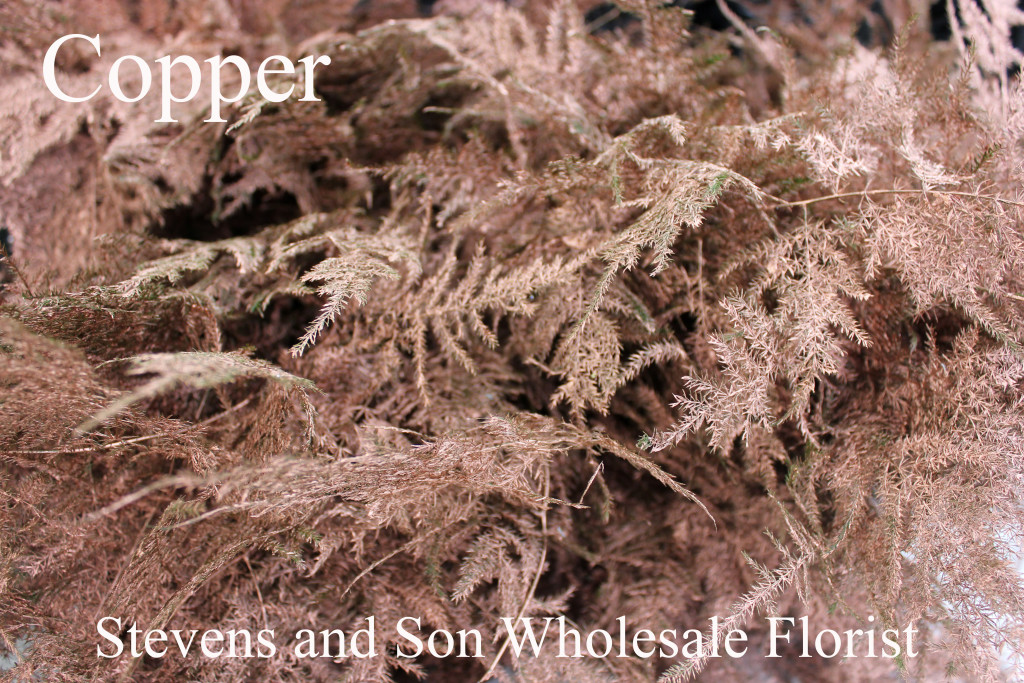 Color Enhanced Plumosa - Copper - Photo Credit Allison Linder