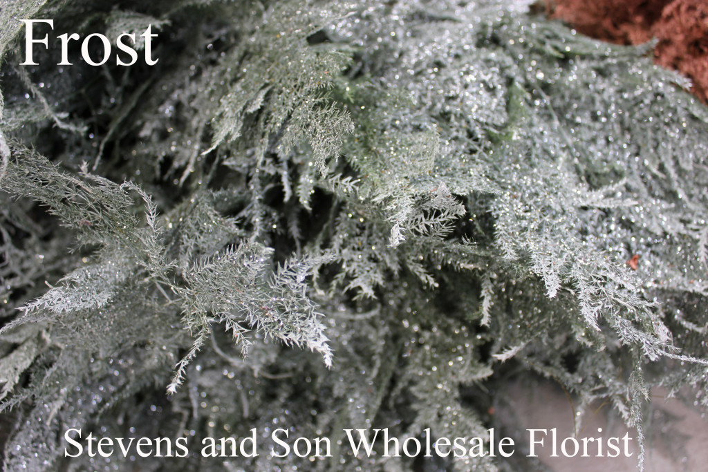 Color Enhanced Plumosa - Frost - Photo Credit Allison Linder