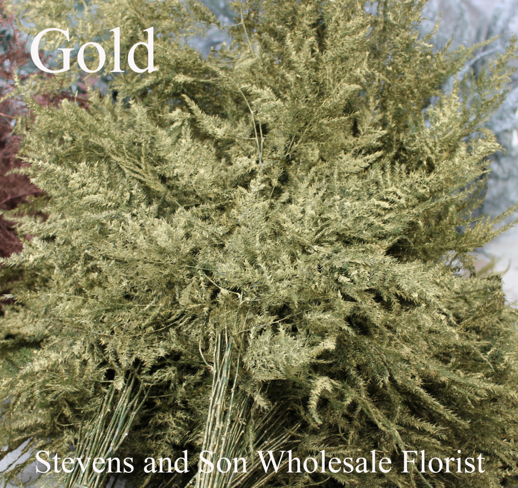 Colored Enhanced Plumosa - Gold - Photo Credit Allison Linder