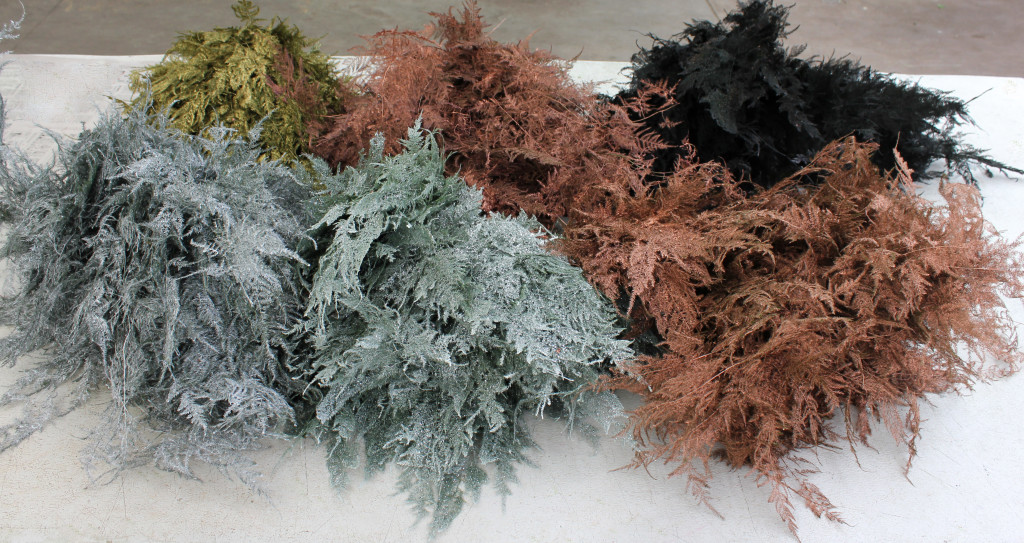 Colored Enhanced Plumosa - Group - Photo Credit Allison Linder