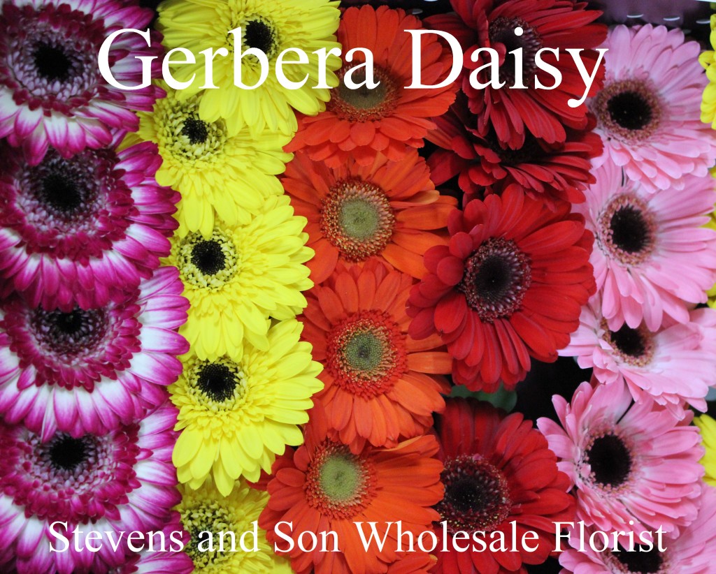 Gerbera Daisy - Photo Credit Allison Linder