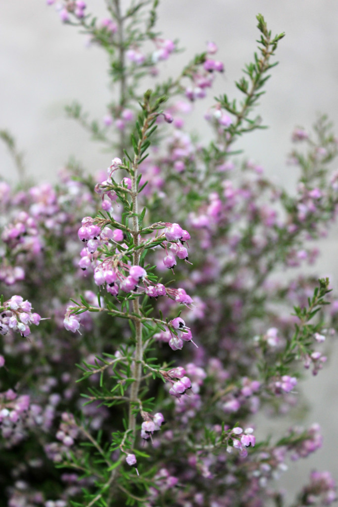 Heather - Melanthra Detail - Photo Credit Allison Linder