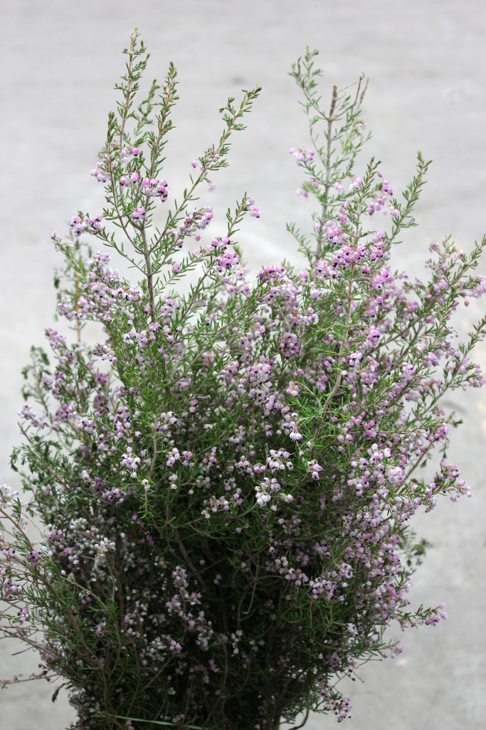 Heather - Melanthra - Photo Credit Allison Linder